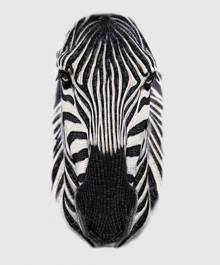 It's a Crayola World Zebra Panel - Riley Blake Designs